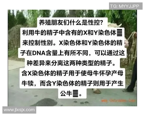 公牛的力量与荣耀：探索公牛在不同文化中的象征意义与实际影响